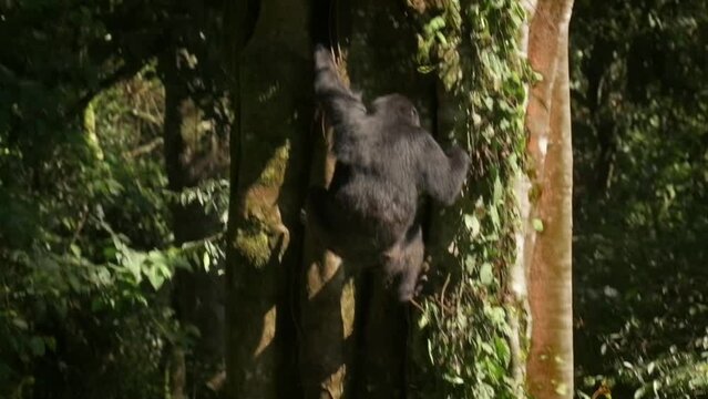 Slowmotion shot of a chimpanzee climbing down a tree in Rwanda