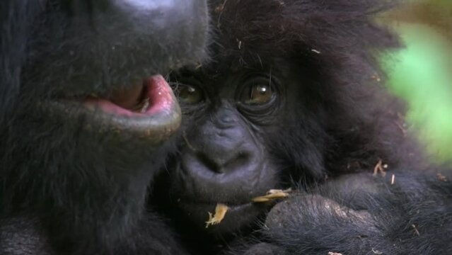 Macros shot of a baby gorillas face in the arms of its mother in Rwanda