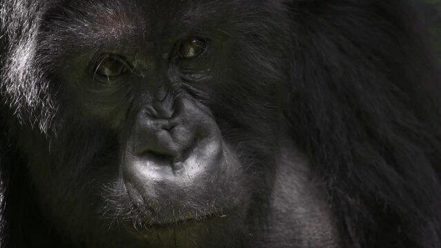 Macro slow-motion shot of a black gorilla chewing in the Rwandan jungle
