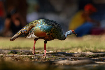Gutemala nature. Ocellated turkey, Meleagris ocellata, rare bizar bird, Tikal National Park,...
