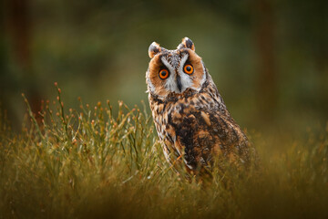 Czech wildlife. Owl in nature. Asio otus, Long-eared Owl  green vegetation in fallen larch forest...