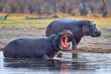 Botswana wildlife. Hippo with open mouth muzzle with toouth, danger animal in the water. Detail portrait of hippo head.  Hippopotamus amphibius capensis, with evening sun, animal in the nature. - obrazy, fototapety, plakaty