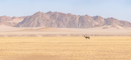 Landscape with Oryx (Oryx gazella) with sand dune in the background, Namib Desert, Namibia.