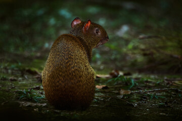 Wildlife Costa Rica. Agouti in the tropical forest. Animal in nature habitat, green jungle. Big wild mouse in green vegetation. Animal from Costa Rica.  Mammal in the forest, wildlife.