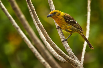 Obraz premium Birdwatching in South America. Tanager from Costa Rica. Wildlife scene from nature. Female of Yellow bird Flame-colored Tanager, Piranga bidentata, Savegre, Costa Rica.
