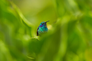 Wildlife Costa Rica. Hummingbird with orange flower - flight. Green Violet-ear, Colibri thalassinus, hummingbird with green leaves in natural habitat. Hummingbird from Savegre Valley in Costa Rica.