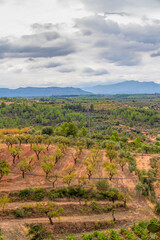 Fototapeta na wymiar Vineyard view from El Masroig village Spain Catalonia Tarragona province Priorat wine region