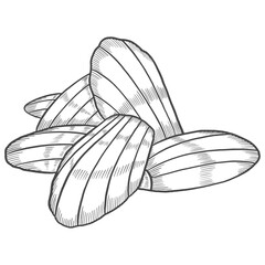 madeleine france dessert snack isolated doodle hand drawn sketch with outline style