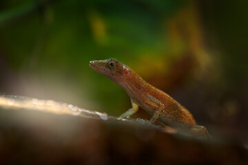 Anolis cupreus, the copper anole, is a species of lizard in the family Dactyloidae. Lizard in the nature habitat, Corcovado NP, Costarica. Anole in nature habitat.