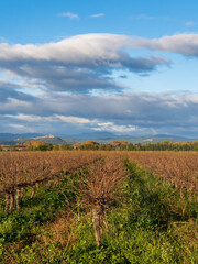 Fototapeta na wymiar Autumn morning landscape view on vineyard with Cevennes mountains in background, Cardet, Gard, France