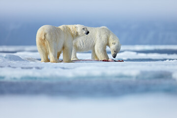 Nature  - polar bear on drifting ice with snow feeding on killed seal, skeleton and blood, wildlife Svalbard, Norway. Beras with carcass, wildlife nature. Carcass with blue sky and clouds.