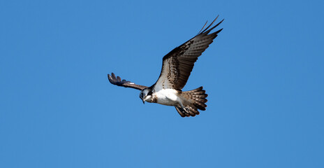 Obraz premium 飛ぶミサゴ