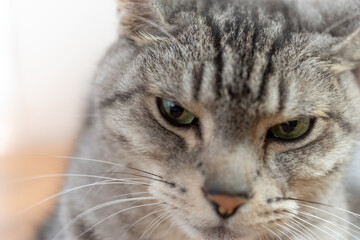 見つめる猫　サバトラ猫