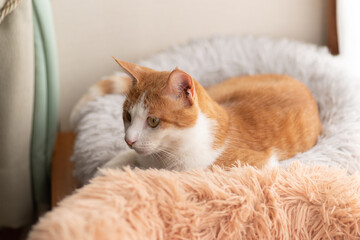 窓辺の猫　茶トラ白