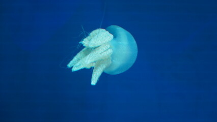 Catostylus tagi is a species of jellyfish from warmer parts of the East Atlantic Ocean and since the 2000s also found in the Mediterranean Sea - obrazy, fototapety, plakaty