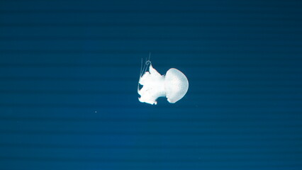 Catostylus tagi is a species of jellyfish from warmer parts of the East Atlantic Ocean and since the 2000s also found in the Mediterranean Sea