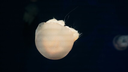 Catostylus tagi is a species of jellyfish from warmer parts of the East Atlantic Ocean	
 - obrazy, fototapety, plakaty