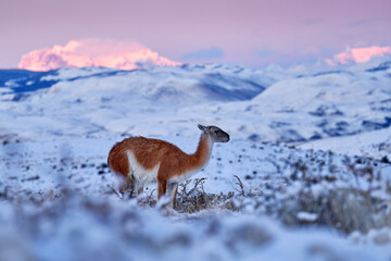 Guanaco in Chile, Torres del Paine NP in Patagonie. Winter with snow in South America. Lama guanaco (Lama guanicoe) in the nature habitat, rock hills in the moutains. Sunset with snow in Patagonia.