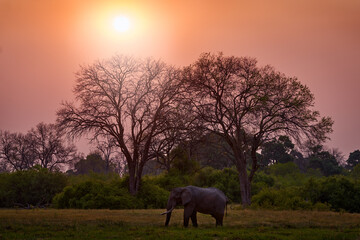 Sunset, Khwai elephant drinking.  Big animal in the old forest. evening orange light, sun set....