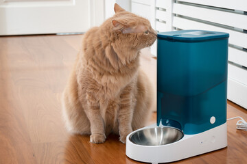 Adorable cat with an automatic dry food dispenser. Funny kitty kissing or smelling the container of food. Distance nutrition concept with remote control.