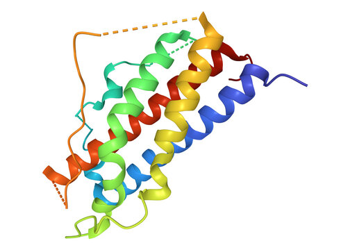 Crystal structure of human placental lactogen, 3D cartoon mode