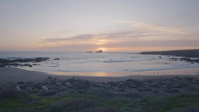 Time lapse of Elephant seals laying on Vista Point Beach as the sun sets in the background located in California.
