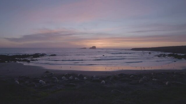 Time lapse of elephant seals laying along the shores of Vista Point Beach with waves rolling as the sun sets in the background located in California.