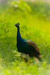 Obraz premium peacock in the grass