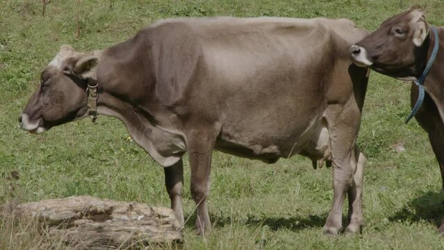 Mountain Cattle Live In An Healthy And Natural Environment. Cows Live In Switzerland In The Mountains And Enjoy A Beautiful Panorama Landscape.