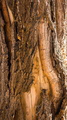 Tree bark texture for background