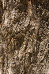 Tree bark texture for background