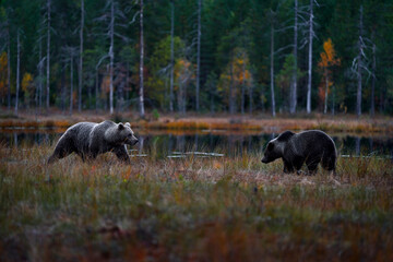 Autumn nature. Bear wide angle lens in yellow forest. Fall trees with bear, mirror reflection. Beautiful brown bear walking around lake, fall colors, Finland, Europe.