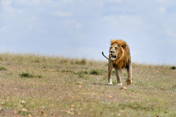 Fototapeta na wymiar Lion