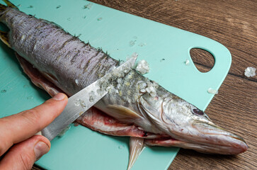 The cook cuts raw pike fish on a cutting board with a knife	
