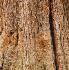 Tree bark texture for background