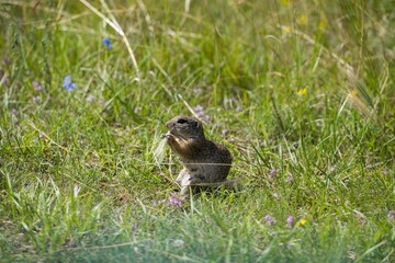 Grund squirrel