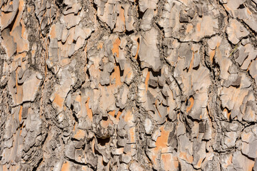 Tree bark texture for background