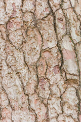 Tree bark texture for background