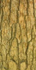 Tree bark texture for background