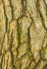 Tree bark texture for background