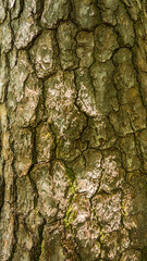 Tree bark texture for background