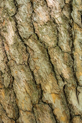 Tree bark texture for background