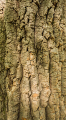 Tree bark texture for background