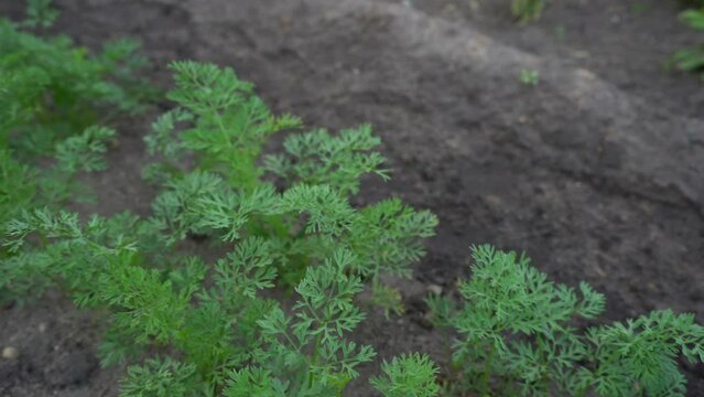 irrigation agriculture of coriander farming.