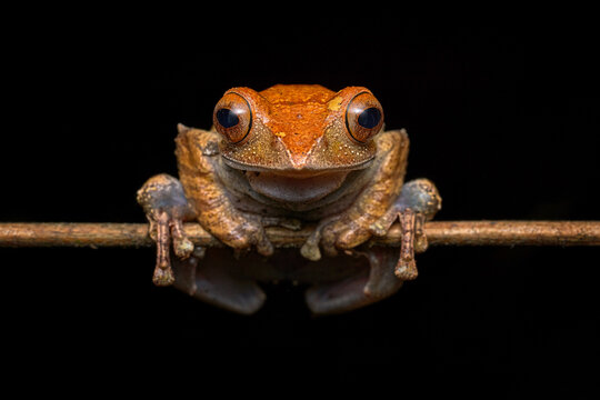Madagascar Bright-eyed Frog, Boophis madagascariensis, Ranomafana NP in Madagascar. Endemic amphibian in the forest habitat, night photo. Green leaf with frog. Madagascar wildlife.
