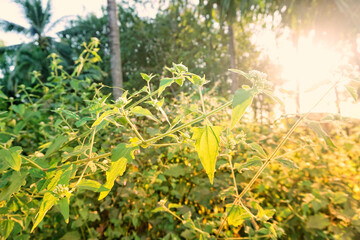 The light of the sun that shines through the natural forest line in the evening