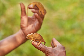 Chameleon in the forest habitat, wide angle lens. Parson's chameleon, Calumma parsonii lizard family Chamaeleonidae, Andasibe Manadia National Park. Endemic animal in Madagascar. Reptile with trees,