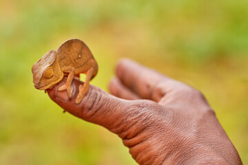Chameleon in the forest habitat, wide angle lens. Parson's chameleon, Calumma parsonii lizard family Chamaeleonidae, Andasibe Manadia National Park. Endemic animal in Madagascar. Reptile with trees,