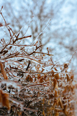 frost on branches