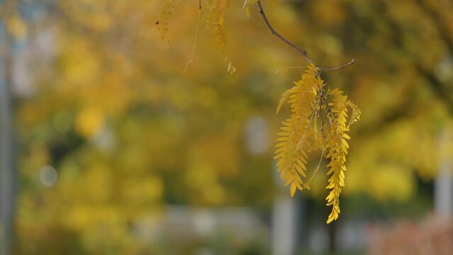 Yellow Leaves Of Honey Locust (Gleditsia Triacanthos) Tree In Autumn. closeup